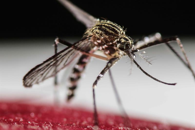 El Ayuntamiento de Almassora debate hoy sobre el control del mosquito tigre. El Ayuntamiento de Almassora debate hoy sobre el control del mosquito tigre.