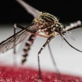 Mosquito Aedes Aegypti, transmisor del virus Zika
