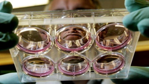 Investigaci&oacute;n con embriones