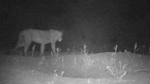 Uno de los leones de una poblaci&oacute;n desconocida en una reserva de Etiop&iacute;a