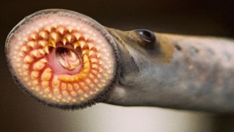 Feromonas sexuales para evitar que las lampreas acaben con los peces de agua dulce 
