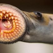 Feromonas sexuales para evitar que las lampreas acaben con los peces de agua dulce 