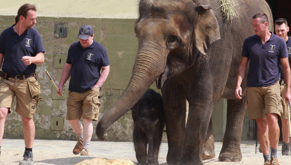 Un elefante con sus cuidadores en el zoo de Munich