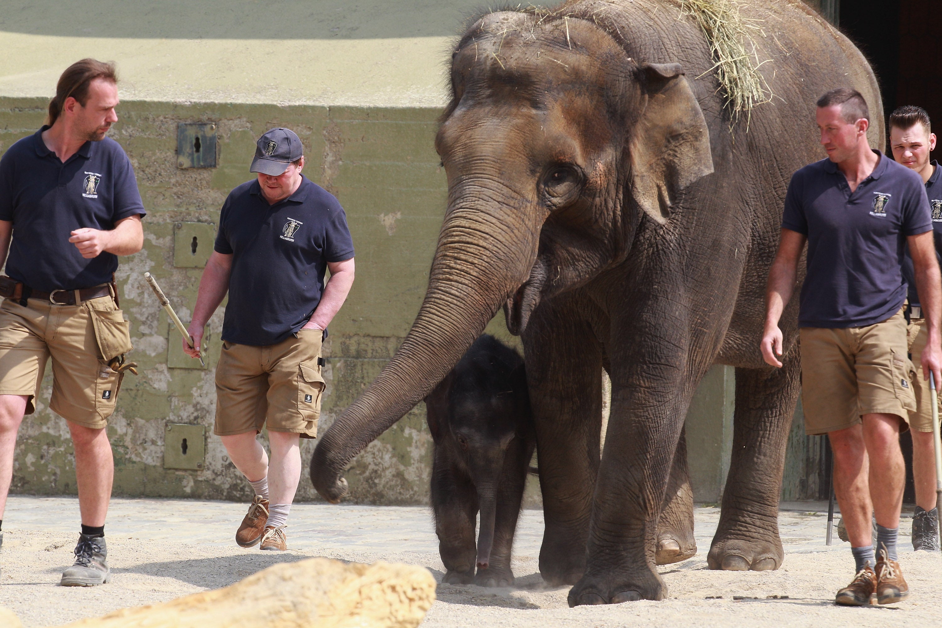 Un elefante mata por accidente a una niña de siete años en un zoo marroquí Un elefante mata por accidente a una niña de siete años en un zoo marroquí