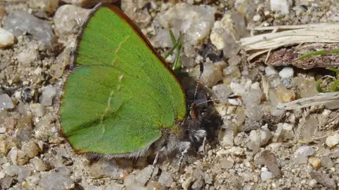 Mariposa Mariposa