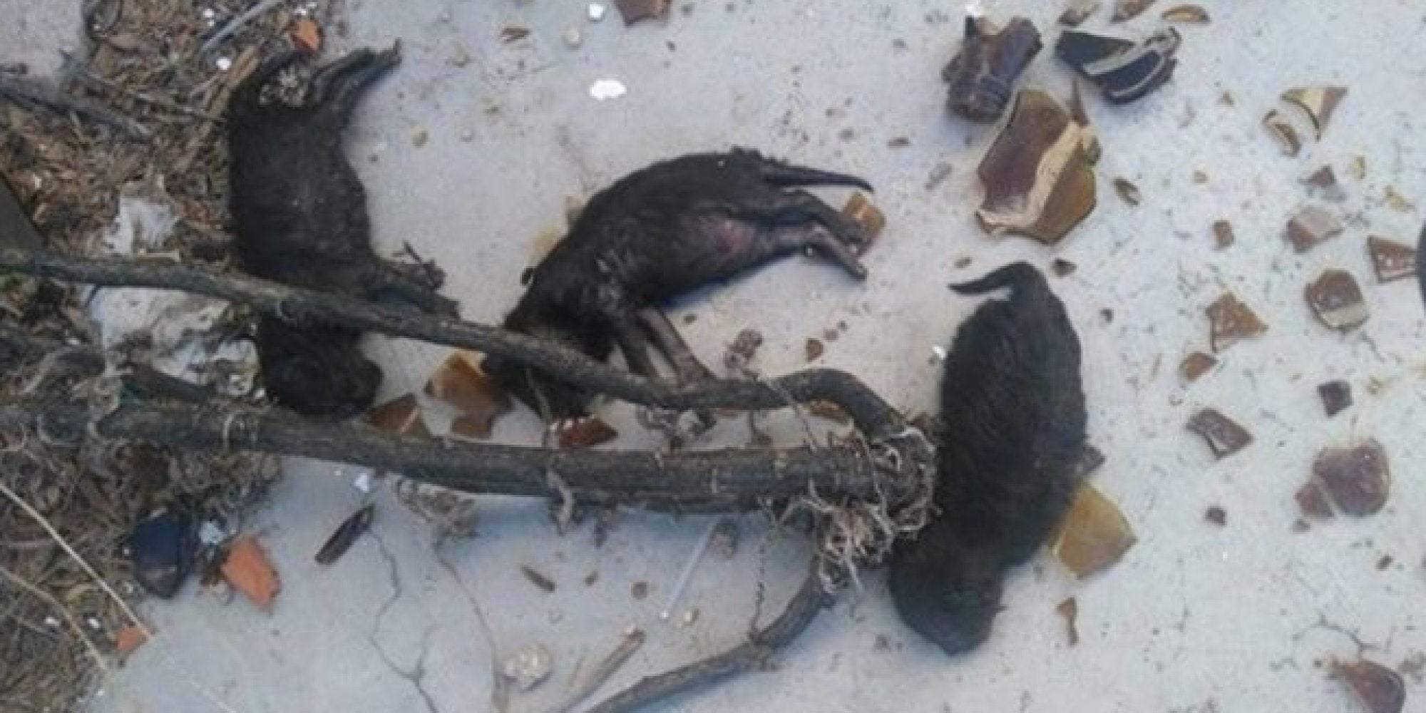 Se busca a los asesinos de tres cachorros a botellazos Se busca a los asesinos de tres cachorros a botellazos