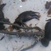 Cahorros matados a botellazos en Puertollano