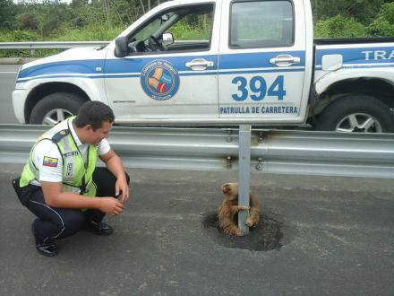 La Policía de Ecuador rescata a un perezoso aterrado en la carretera La Policía de Ecuador rescata a un perezoso aterrado en la carretera