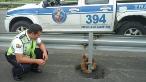 Perezoso atrapado en una carretera de Ecuador