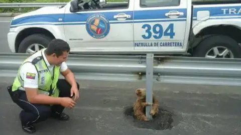 Perezoso atrapado en una carretera de Ecuador Perezoso atrapado en una carretera de Ecuador
