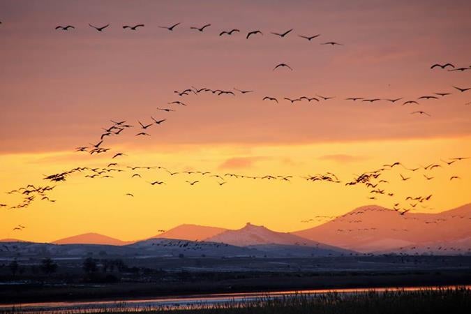 Naturaleza: El vuelo de las grullas en la Laguna de Gallocanta Naturaleza: El vuelo de las grullas en la Laguna de Gallocanta