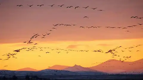 Grullas en la Laguna de Gallocanta Vuelo de las grullas al alba