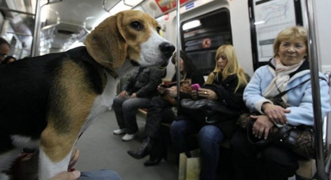 Los perros podrán viajar en el Metro de Madrid Los perros podrán viajar en el Metro de Madrid