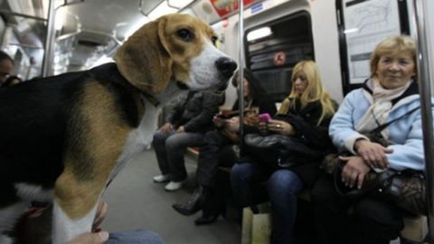 Un perro en un vag&oacute;n de metro