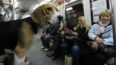 Un perro en un vagón de metro Un perro en un vagón de metro