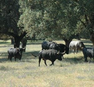 Toros de José Escolar Toros de José Escolar