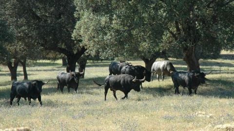 Toros de Jos&eacute; Escolar