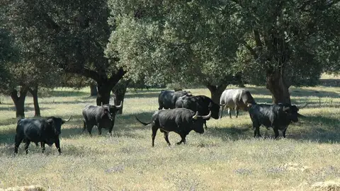 Toros de José Escolar Toros de José Escolar
