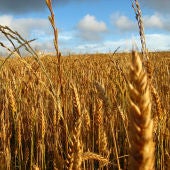 Campo de trigo, uno de los cereales que 