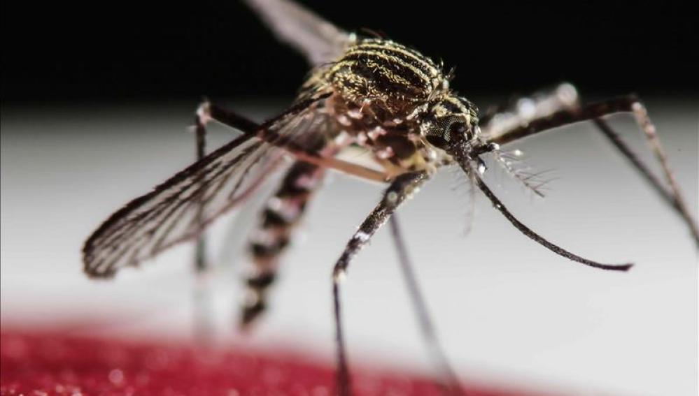 Mosquito transmisor del virus Zika
