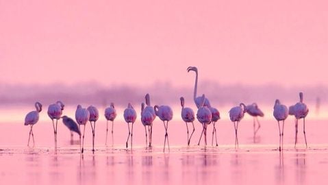 Delta del Ebro
