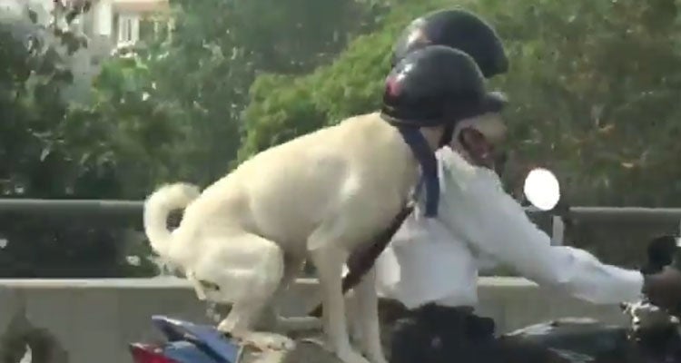 El perro motorista que revoluciona YouTube El perro motorista que revoluciona YouTube