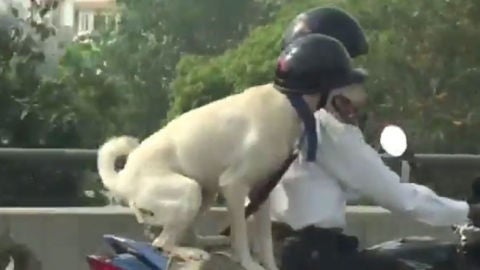 Perro en moto