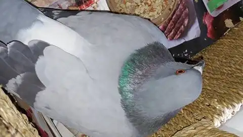 Paloma herida Paloma herida