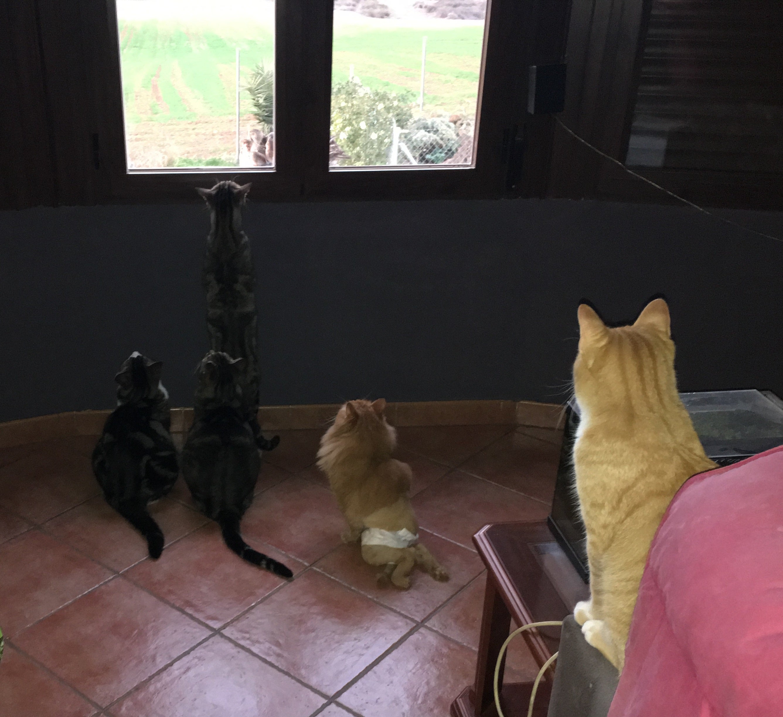 Los gatos, las viejas del visillo Los gatos, las viejas del visillo