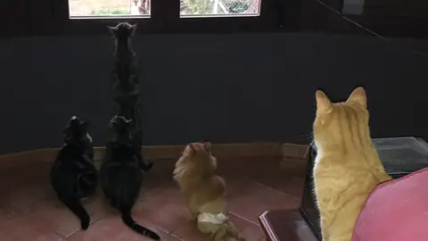 Gatos mirando por la ventana Gatos mirando por la ventana