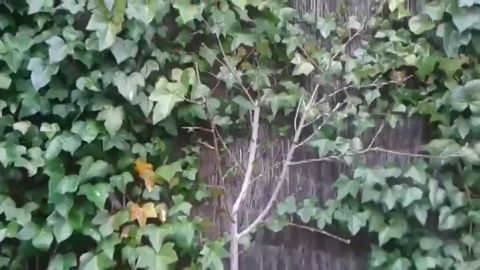 Frame 12.073008 de: Una oyente escucha Te doy mi palabra mientras arregla su jard&iacute;n