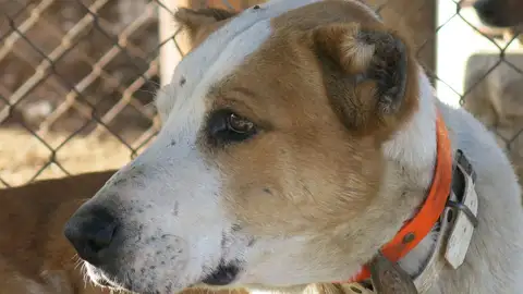 Perro mutilado en Huelva Perro mutilado en Huelva