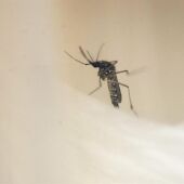 Un ejemplar del mosquito Aedes Aegypti, transmisor del dengue y el zika.