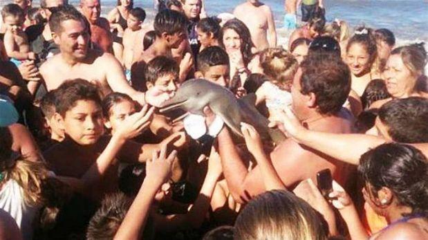 Muere un delfín después de que unos turistas lo sacaran del agua para hacerse selfis Muere un delfín después de que unos turistas lo sacaran del agua para hacerse selfis
