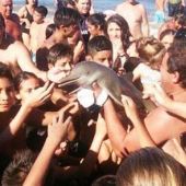 Un delfín muere tras ser sacado del agua por un grupo de bañistas