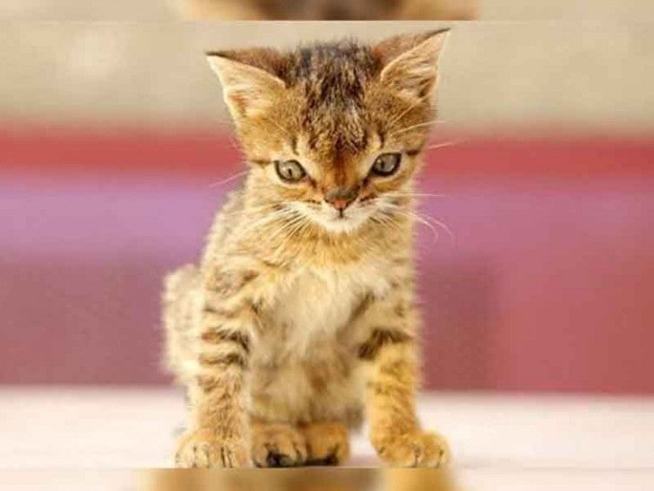 ¿Pueden los gatos tener Síndrome de Down? ¿Pueden los gatos tener Síndrome de Down?