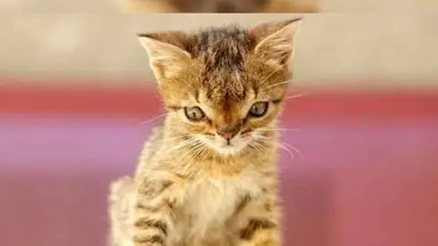 Gato con Síndrome de Down Gato con Síndrome de Down