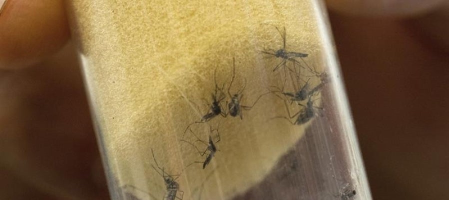 Mosquitos "Aedes aegypti", transmisores del virus del Zika Mosquitos "Aedes aegypti", transmisores del virus del Zika