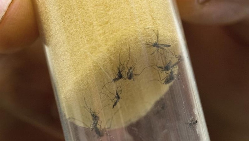 Mosquitos "Aedes aegypti", transmisores del virus del Zika