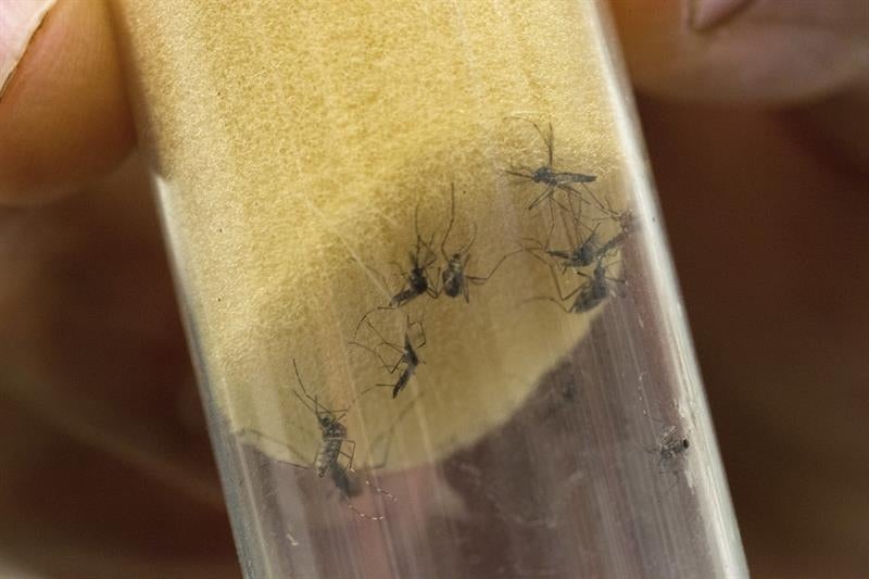 La OMS eleva de cuatro a ocho semanas la precaución sexual para los retornados de zonas con Zika La OMS eleva de cuatro a ocho semanas la precaución sexual para los retornados de zonas con Zika