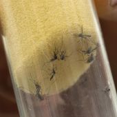 Mosquitos "Aedes aegypti", transmisores del virus del Zika
