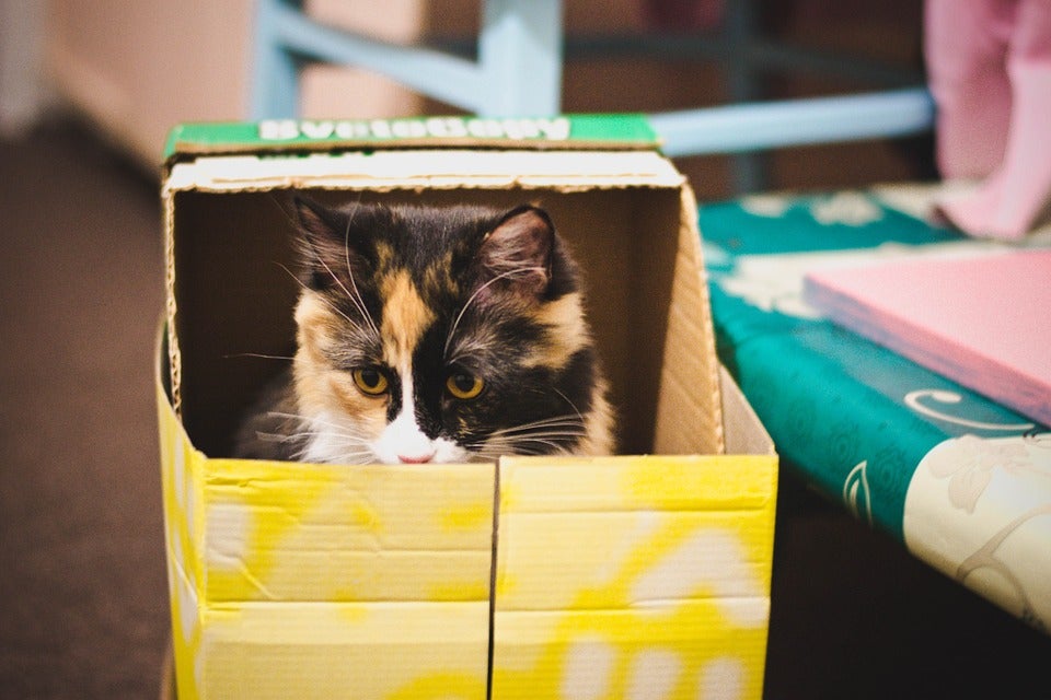 Los mejores trabajos para gatos Los mejores trabajos para gatos