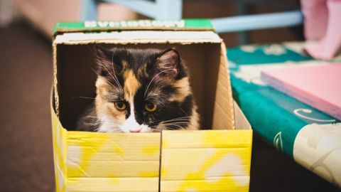 Gato en caja
