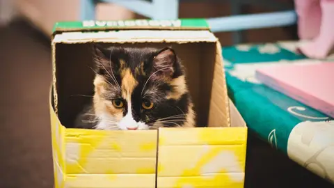 Gato en caja Gato en caja