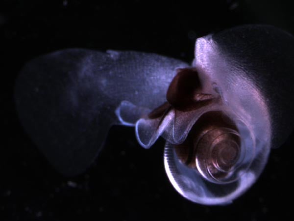 Descubierto el caracol de mar con alas Descubierto el caracol de mar con alas