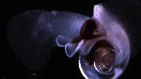 Limacina Helicina Limacina Helicina