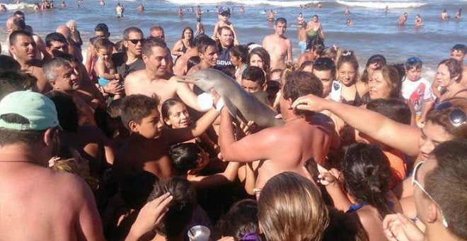 Azul y Verde: El delfín que murió mientras le hacían selfies Azul y Verde: El delfín que murió mientras le hacían selfies