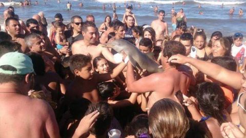 Delf&iacute;n acosado por turistas