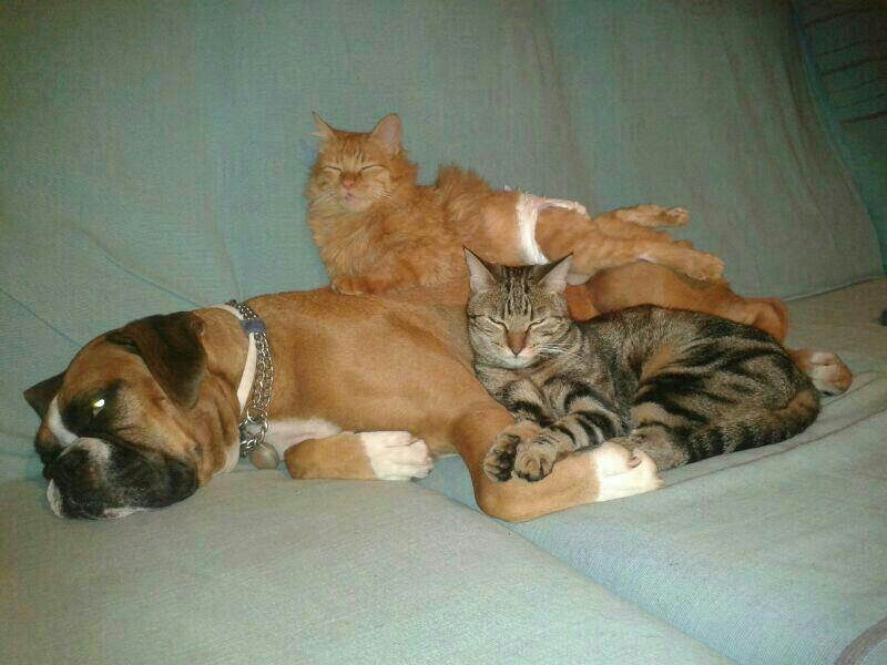 La discapacidad en los animales La discapacidad en los animales