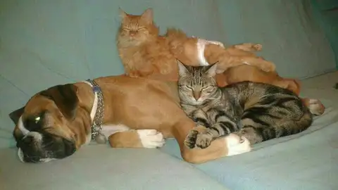 Rubi, un gato con discapacidad Rubi, un gato con discapacidad